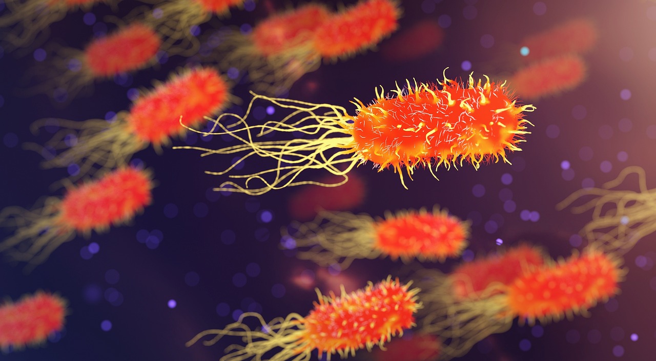 Bacteria colony under microscope, microbiology organism